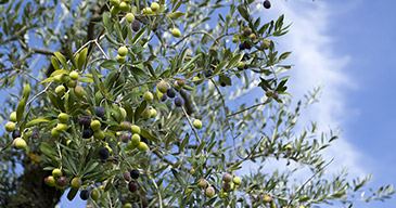 Costa Panera Farm - Our olive trees